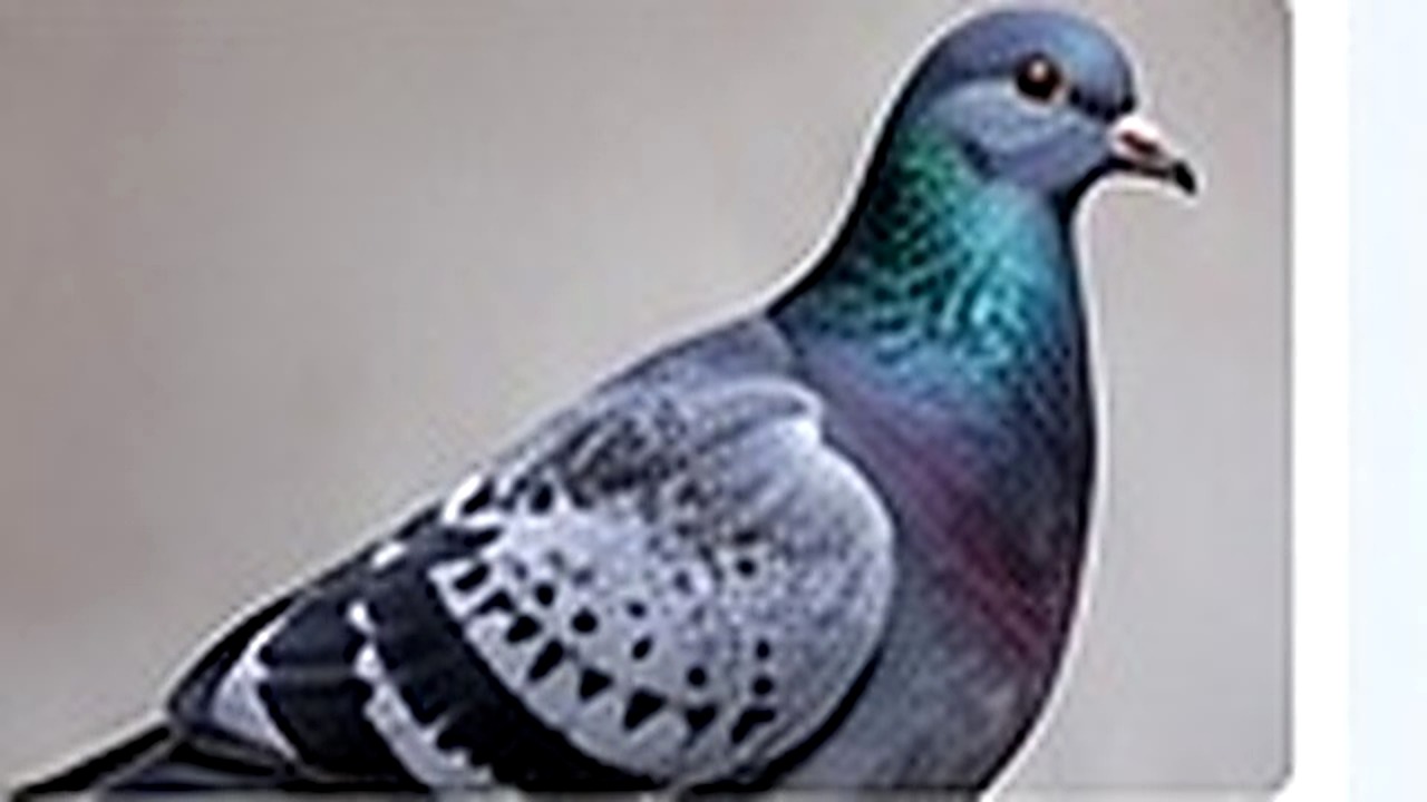 Bird Control pest control in East London